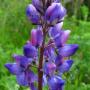 Arroyo Lupine (Lupinus succulentus): This is another native in which Cal Trans spreads it’s seeds near the roadsides.
